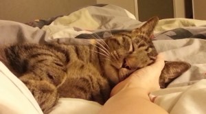 Counterstrain on cat